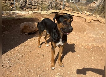 THEO sucht aktives liebevolles Zuhause