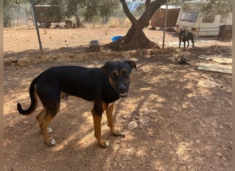 THEO sucht aktives liebevolles Zuhause