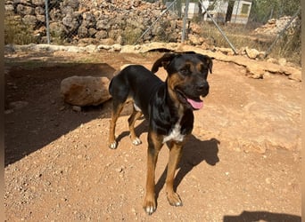 THEO sucht aktives liebevolles Zuhause