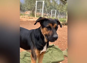 THEO sucht aktives liebevolles Zuhause