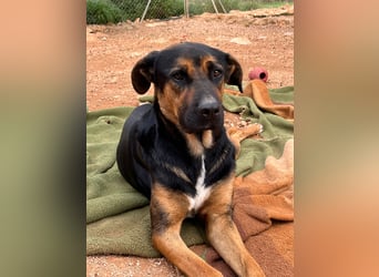 THEO sucht aktives liebevolles Zuhause