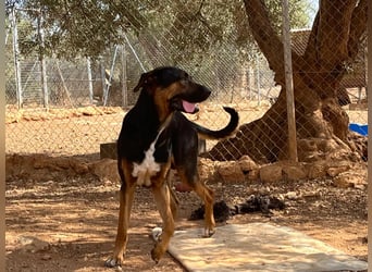 THEO sucht aktives liebevolles Zuhause