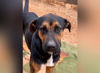 THEO sucht aktives liebevolles Zuhause