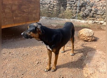 THEO sucht aktives liebevolles Zuhause