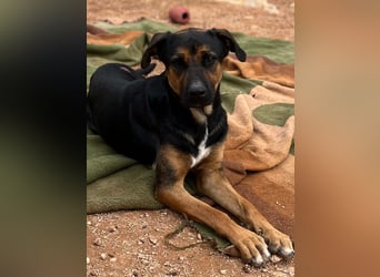 THEO sucht aktives liebevolles Zuhause