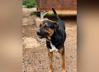 THEO sucht aktives liebevolles Zuhause