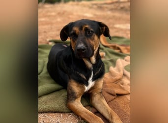 THEO sucht aktives liebevolles Zuhause