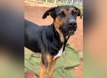 THEO sucht aktives liebevolles Zuhause