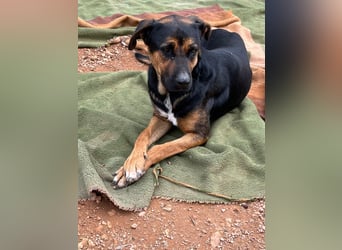 THEO sucht aktives liebevolles Zuhause