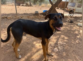 THEO sucht aktives liebevolles Zuhause