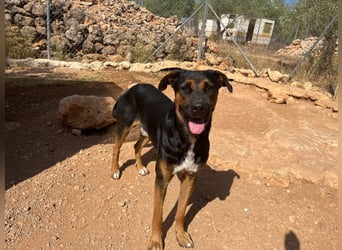 THEO sucht aktives liebevolles Zuhause