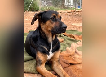 THEO sucht aktives liebevolles Zuhause