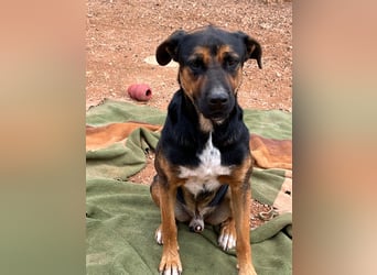 THEO sucht aktives liebevolles Zuhause