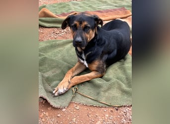 THEO sucht aktives liebevolles Zuhause