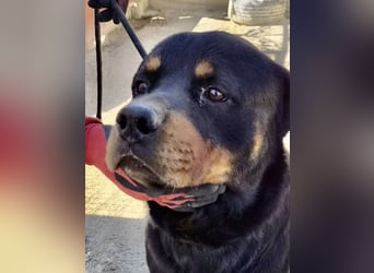 Ranger - freundlich, neugierig und unkompliziert