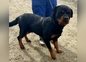 Maki - freundlich, aufmerksam und lernwillig