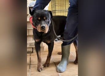 Ranger - freundlich, neugierig und unkompliziert