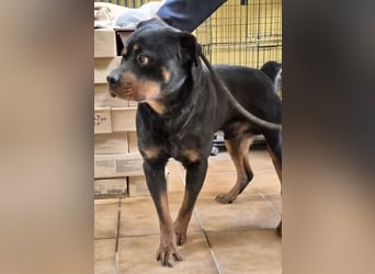 Ranger - freundlich, neugierig und unkompliziert