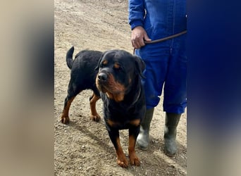 Maki - freundlich, aufmerksam und lernwillig