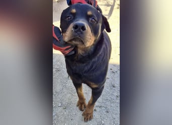 Ranger - freundlich, neugierig und unkompliziert