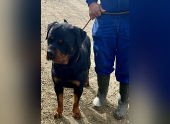 Maki - freundlich, aufmerksam und lernwillig