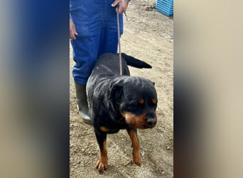 Maki - freundlich, aufmerksam und lernwillig