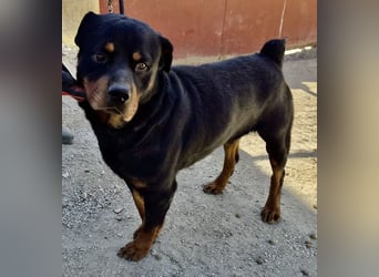 Ranger - freundlich, neugierig und unkompliziert