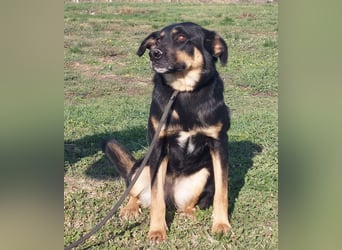 Akira als Baby ins Tierheim gekommen