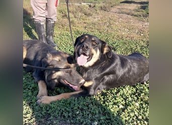 Akira als Baby ins Tierheim gekommen