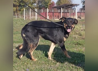 Akira als Baby ins Tierheim gekommen