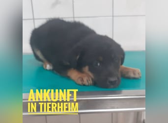 Akira als Baby ins Tierheim gekommen