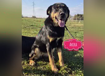 Akira als Baby ins Tierheim gekommen