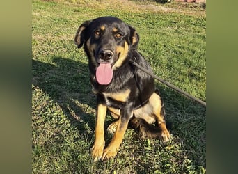 Akira als Baby ins Tierheim gekommen