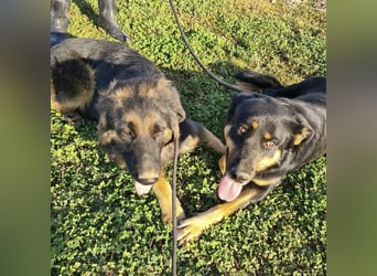 Akira als Baby ins Tierheim gekommen