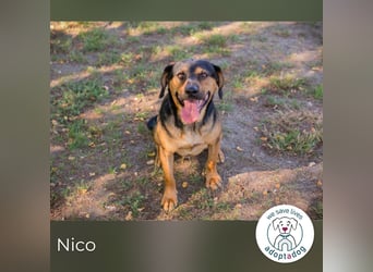 Nico 232046 sucht ein zu Hause