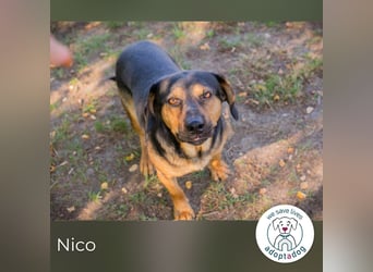 Nico 232046 sucht ein zu Hause