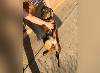 LOTTI – aktive Hündin sucht verständnisvolle Menschen
