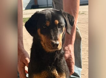 LOTTI – aktive Hündin sucht verständnisvolle Menschen