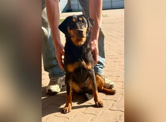 LOTTI – aktive Hündin sucht verständnisvolle Menschen