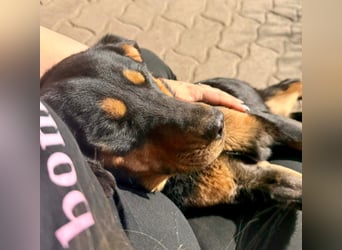 LOTTI – aktive Hündin sucht verständnisvolle Menschen