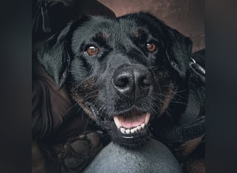 Zoro ein Traumcharakter