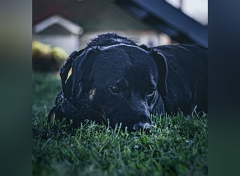 Zoro ein Traumcharakter