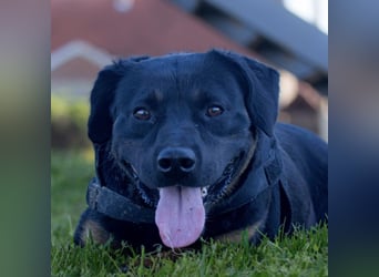 Zoro ein Traumcharakter