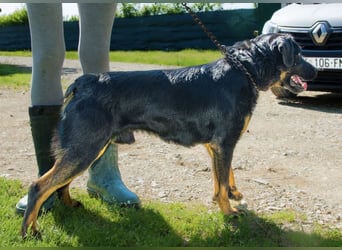 Zoro ein Traumcharakter