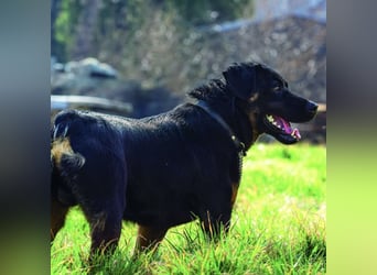 Zoro ein Traumcharakter