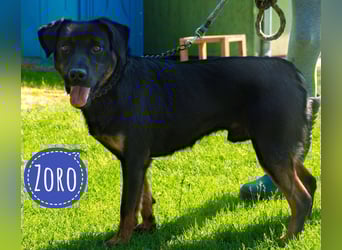 Zoro ein Traumcharakter