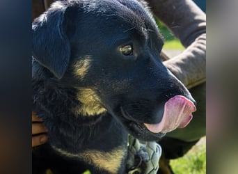 Zoro ein Traumcharakter