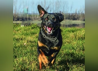 Zoro ein Traumcharakter