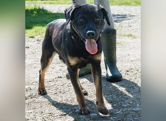 Zoro ein Traumcharakter