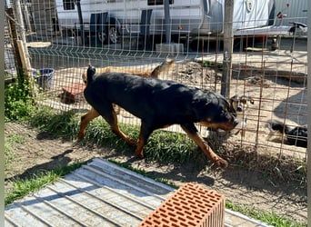 Tyson – Schmusebär im falschen Körper